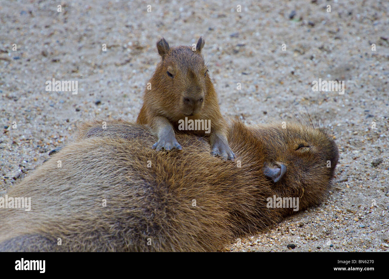 Junge Capybara (Hydrochoerus hydrochaeris) mit Mutter Stockfoto