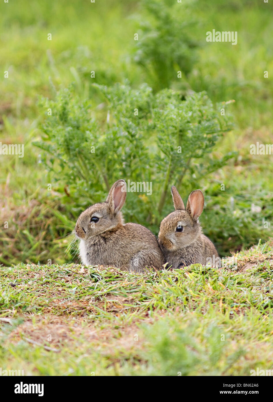 Hasenpaar Baby Hase am Eingang ihre warren Stockfoto