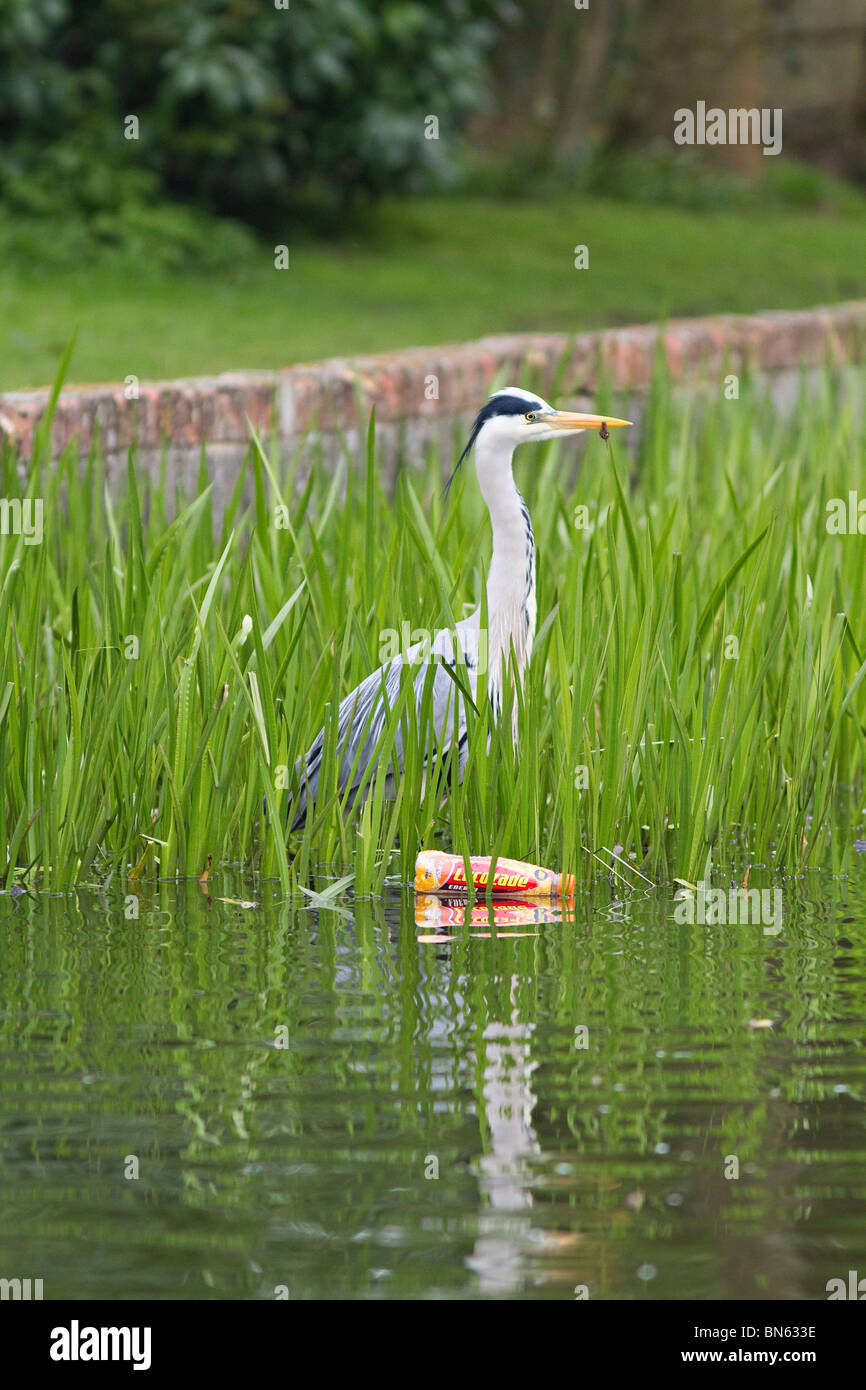 Fischreiher Angeln im Teich, die mit Kunststoff Trinkflasche verschmutzt wurde. Stockfoto
