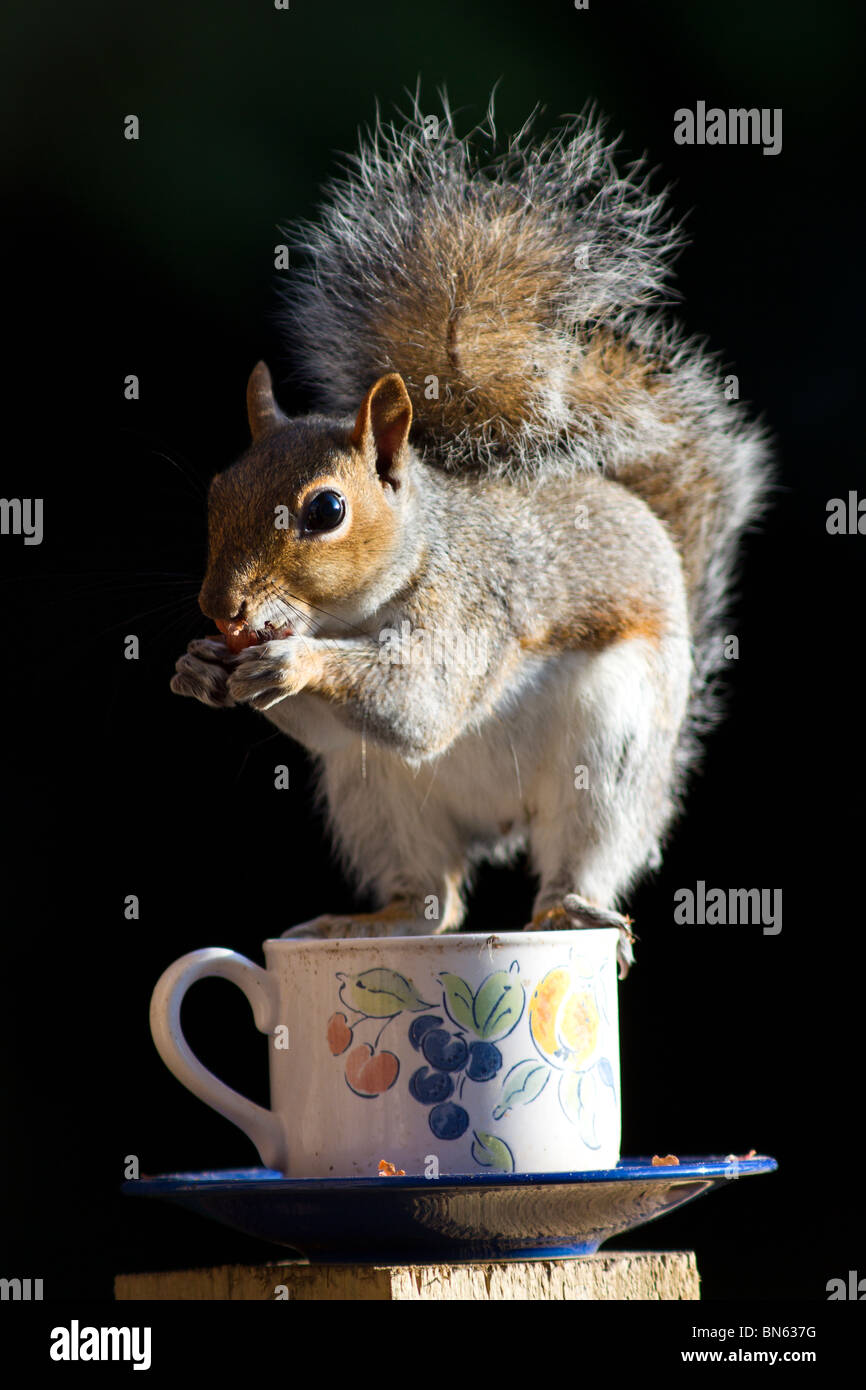 West Sussex, UK. Eine einzige graue Eichhörnchen essen von Muttern und dabei zwischen auf dem Rand eines alten Teetasse, die als Bird Feeder recycelt wurde. Stockfoto