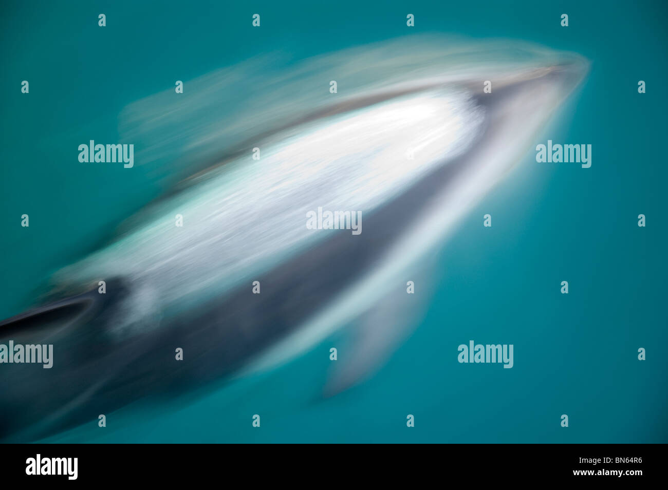 Dusky Dolphin Lagenorhynchus obscurus Stockfoto