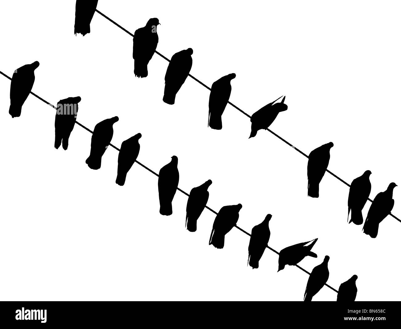 Vögel sitzen auf Drähten (isoliert auf weiße, hohe Auflösung) Stockfoto