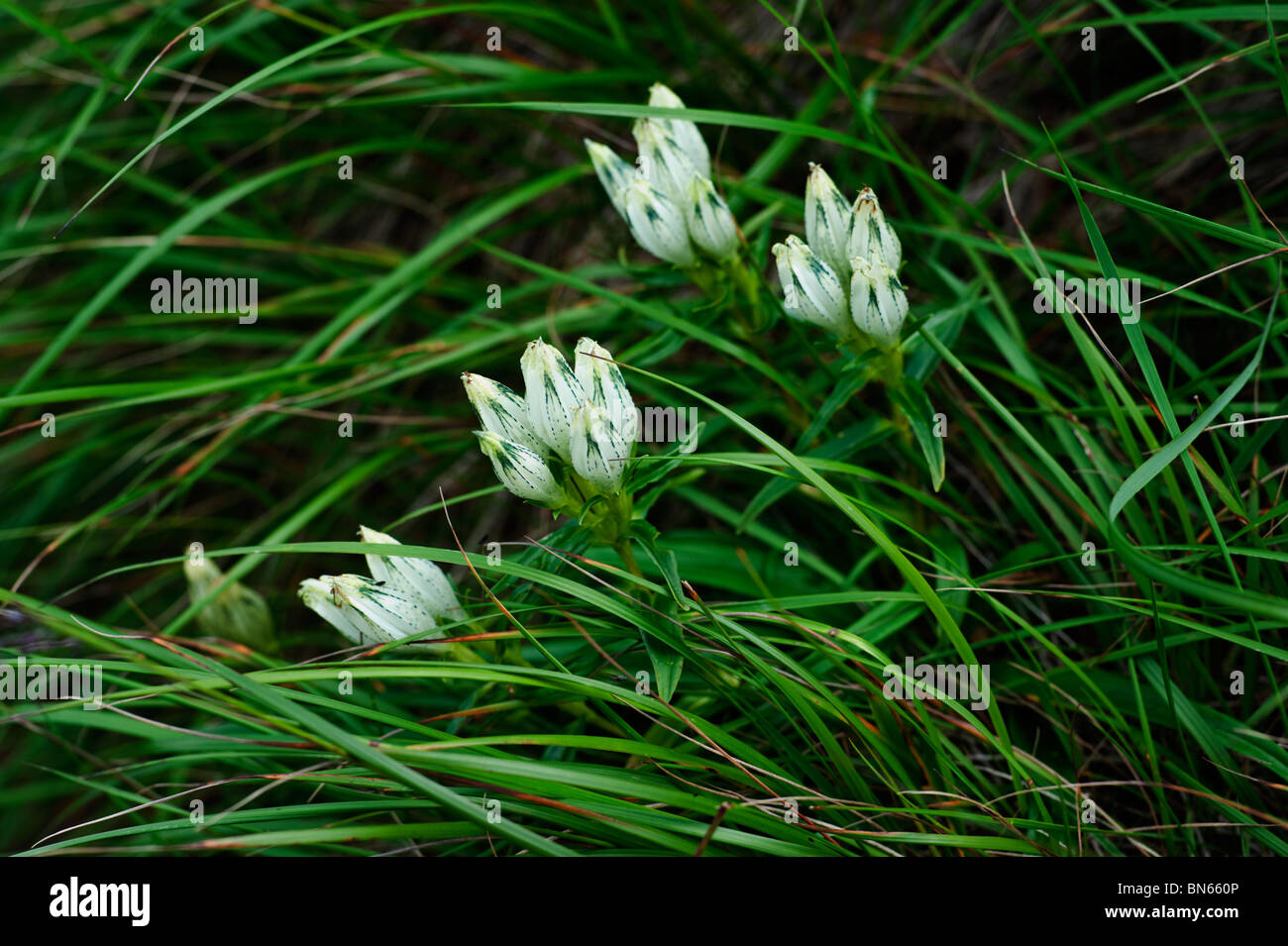 Arktis-Enzian (Gentiana Algida) inmitten der alpinen Gräsern in Japans Yatsugatake Bereich. Stockfoto