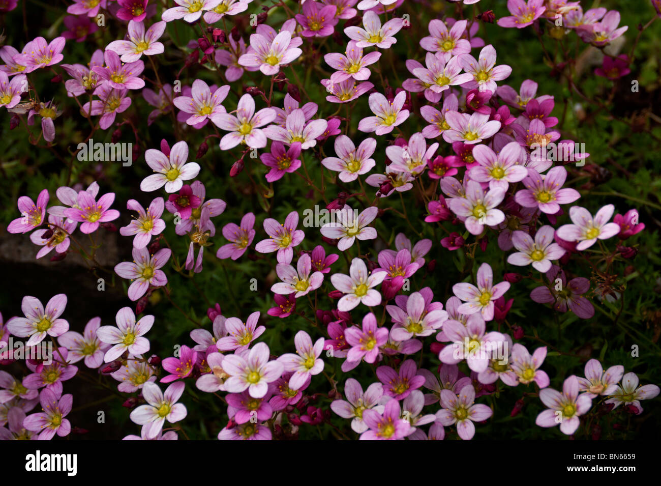 Rosa blühende Bodendecker Stockfotografie - Alamy