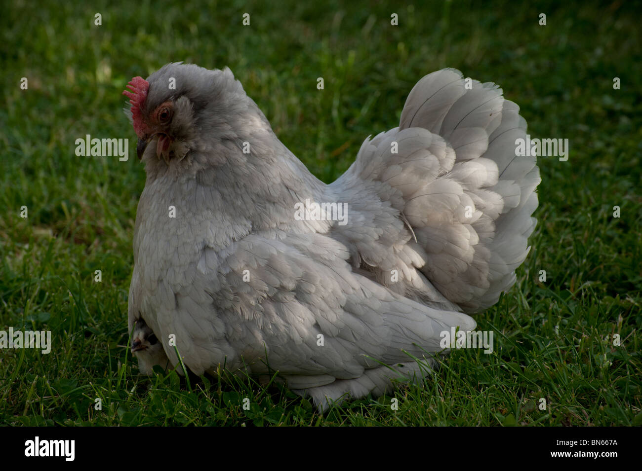 Ein leichtes grauen Pekin bantam Huhn sitzt auf ein bantam Küken, die unter seiner Mutter Federn heraus guckt. Stockfoto