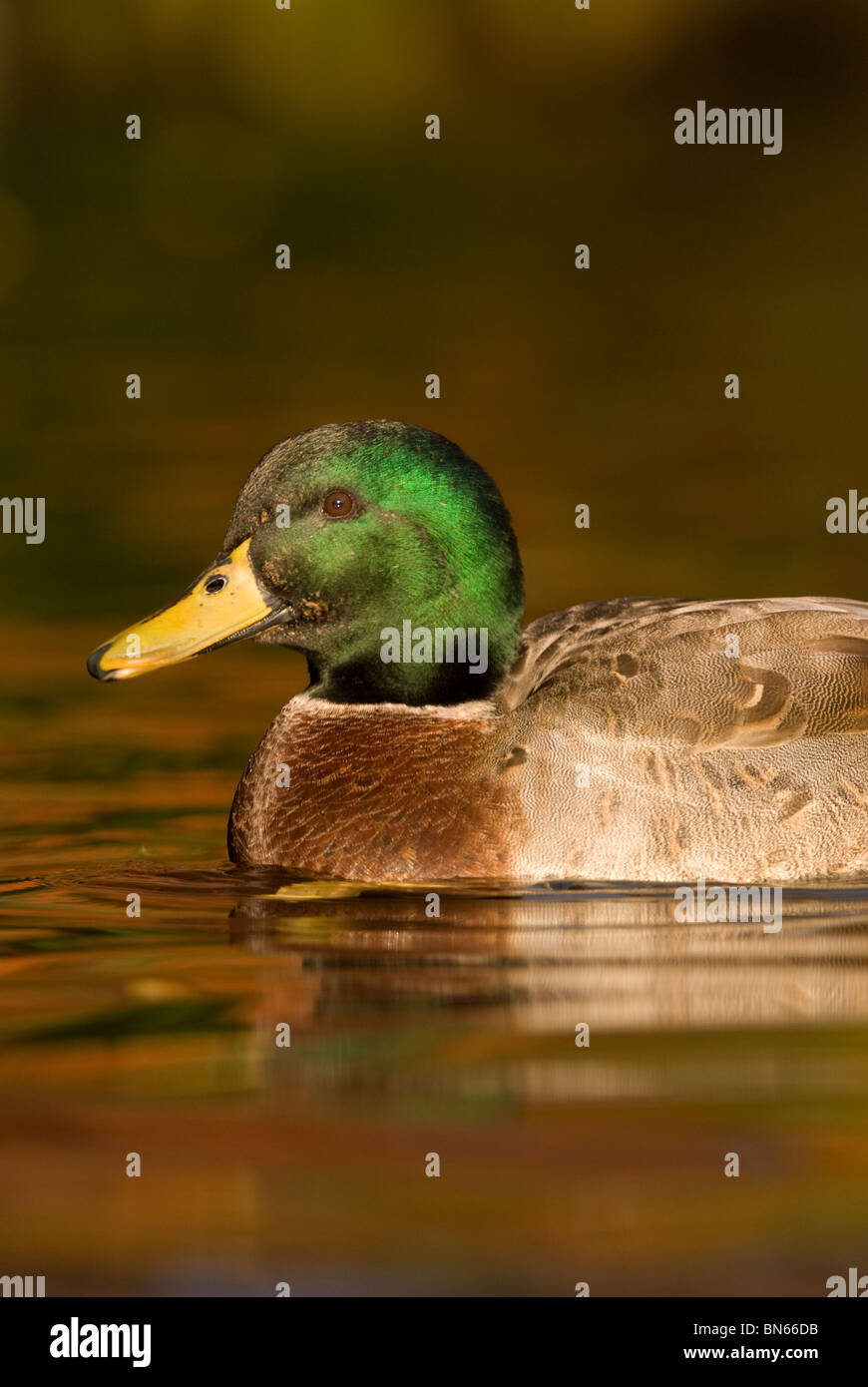 Männliche Stockente Anas Platyrhynchos schwimmen Stockfoto