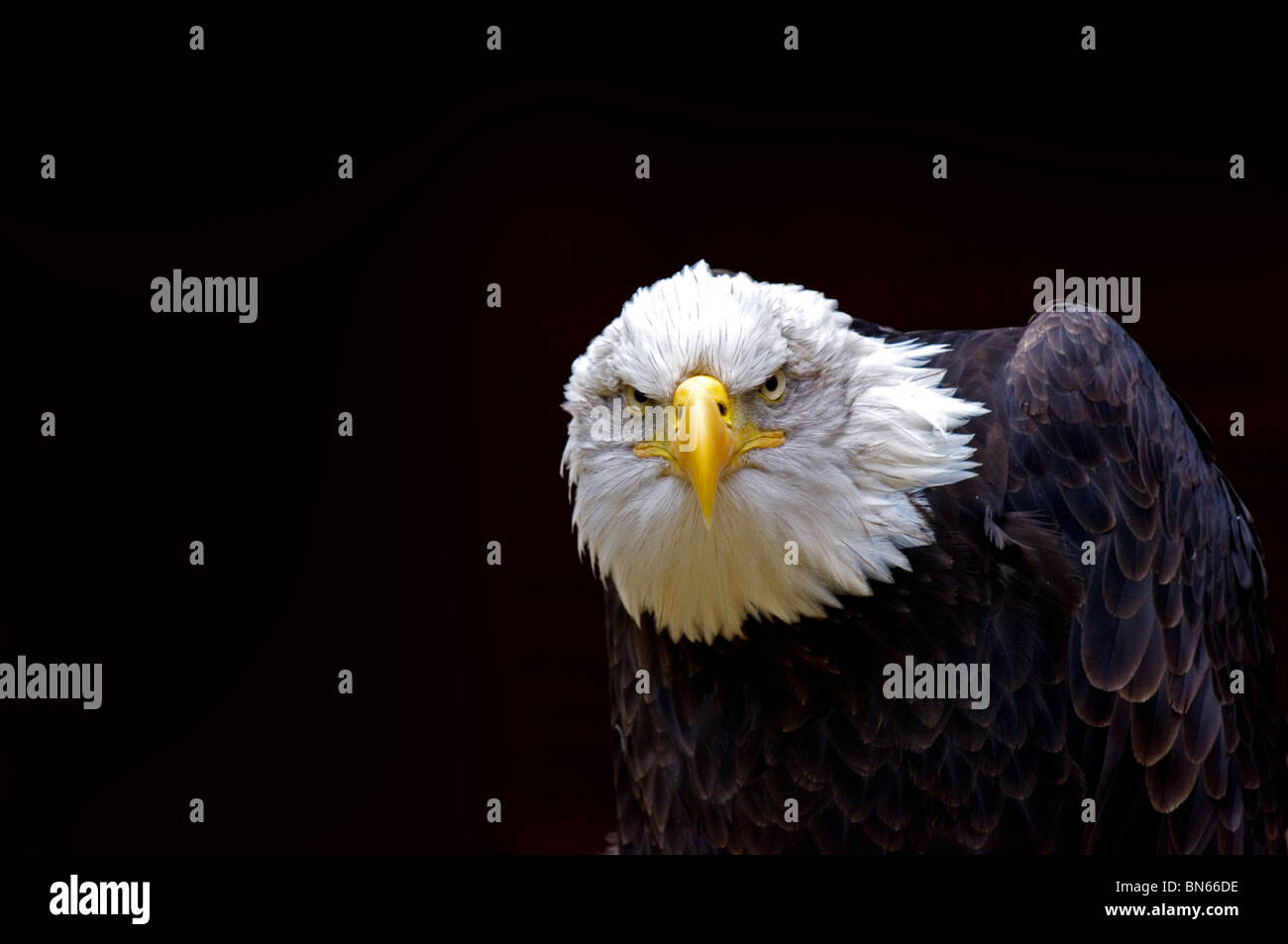 Weißkopfseeadler (Haliaeetus Leucocephalus) Stockfoto