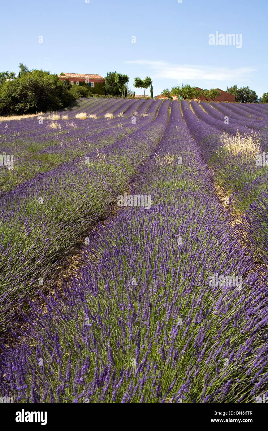 Lavendelfelder in der Nähe von Rousillion in Provence Frankreich Stockfoto