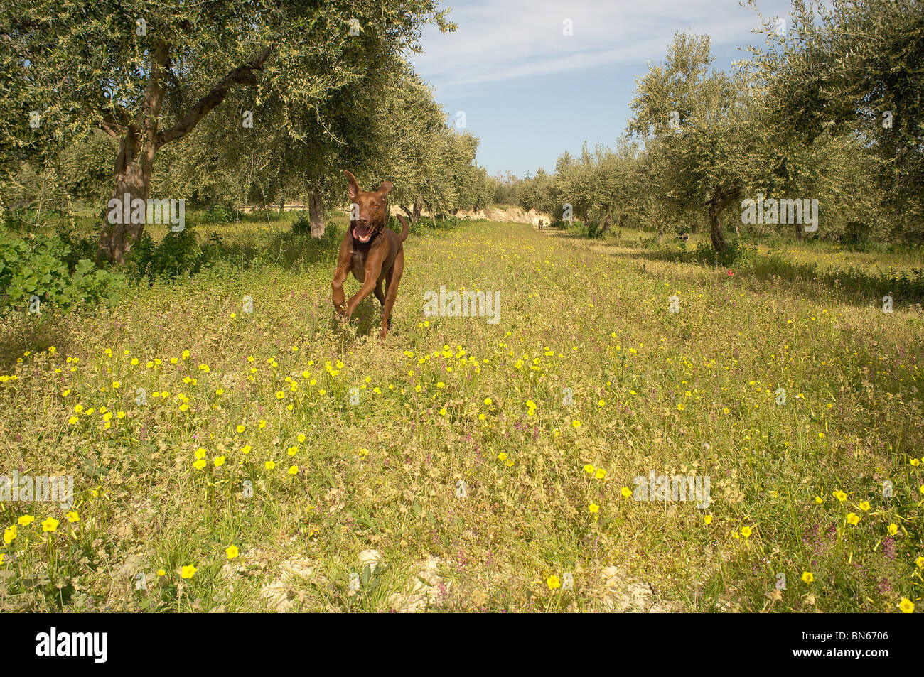 Glücklicher Hund Begrenzungsrahmen durch Feld von Wildblumen Stockfoto
