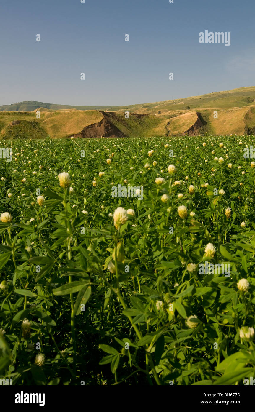 Landwirtschaftlichen Bereich an der Grenze, in der "Insel der Ruhe" an der Naharayim oder Baqoura Enklave zwischen Israel und Jordanien in Jordanien tal Israel Stockfoto