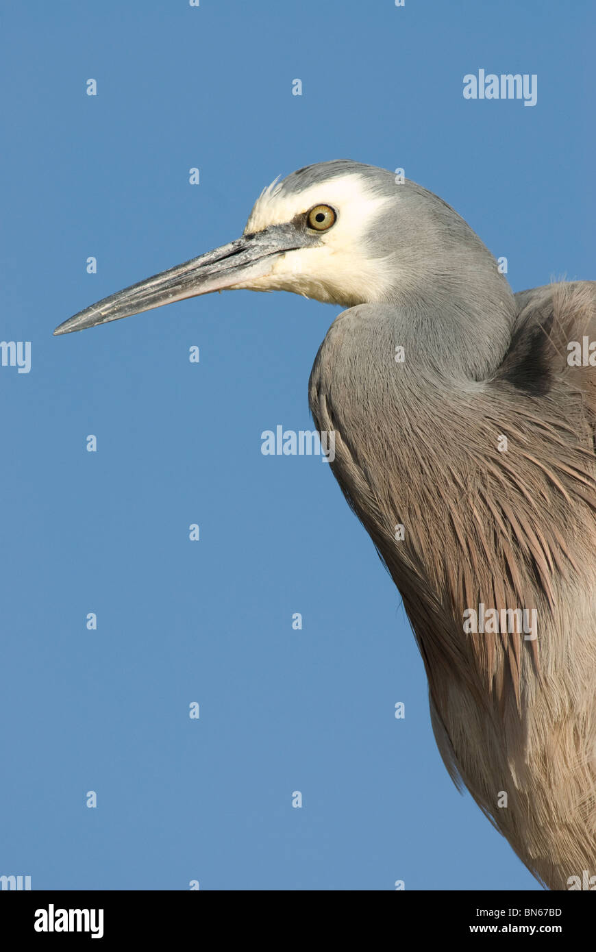 White-faced Reiher Egretta novaehollandiae Stockfoto