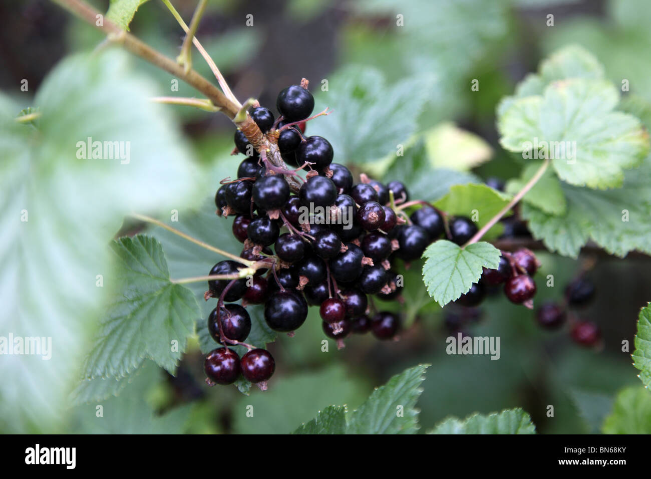 Schwarze Johannisbeeren Stockfoto