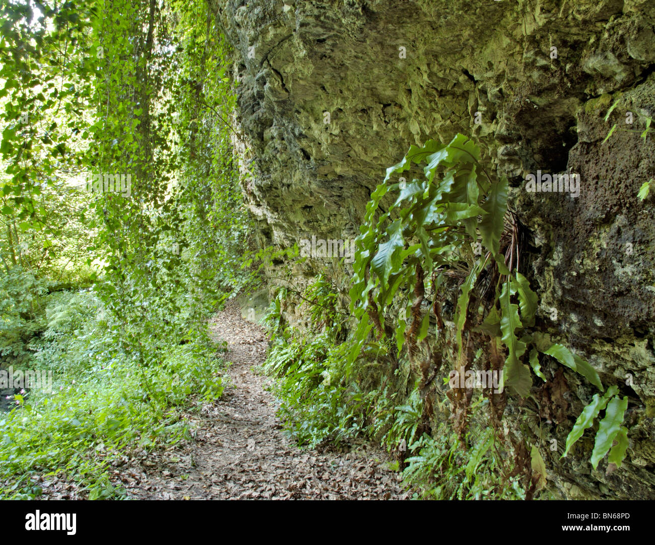 Hngender farn -Fotos und -Bildmaterial in hoher Auflsung  Alamy