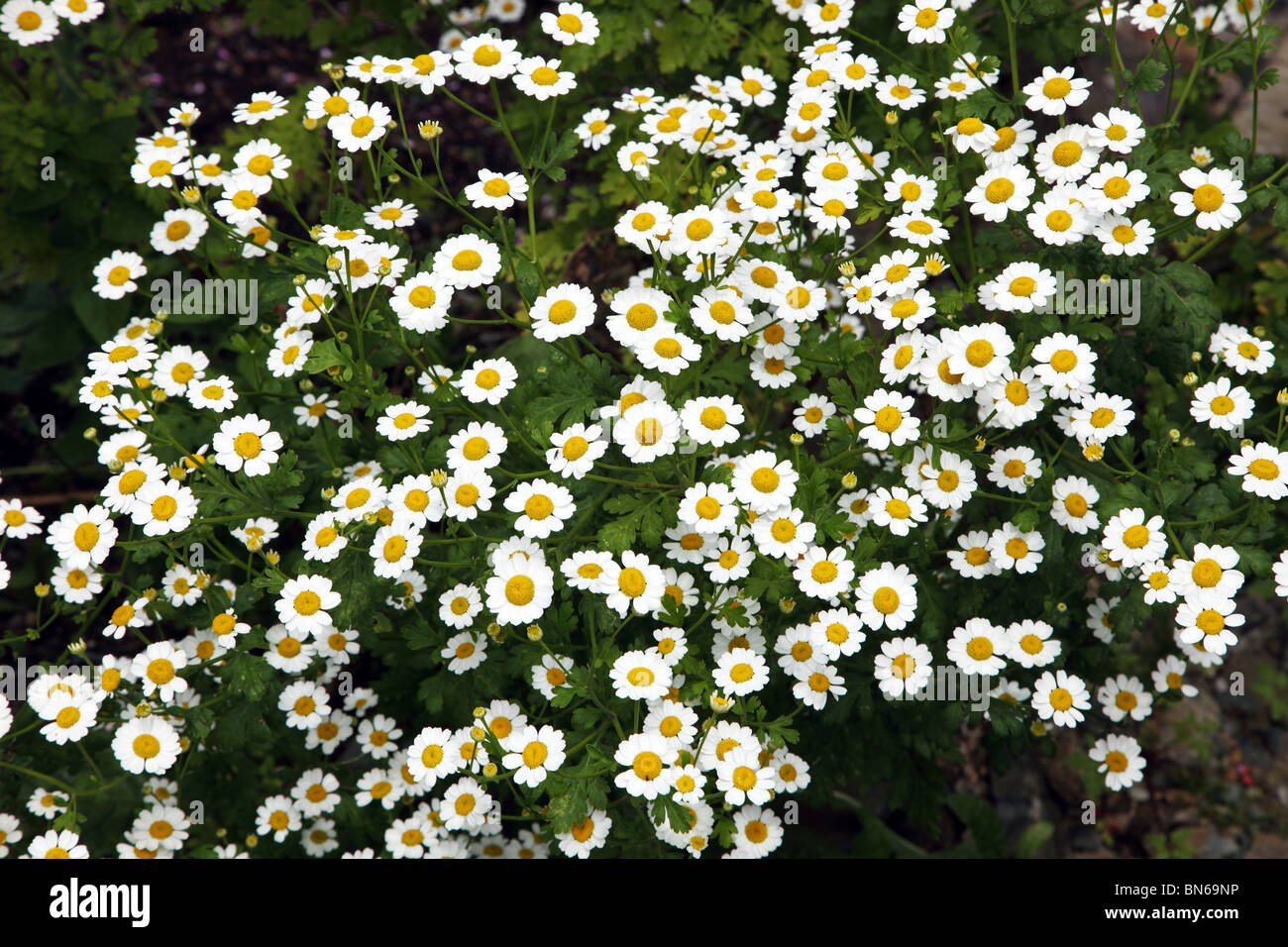 Das Mutterkraut; Tanacetum parthenium Stockfoto