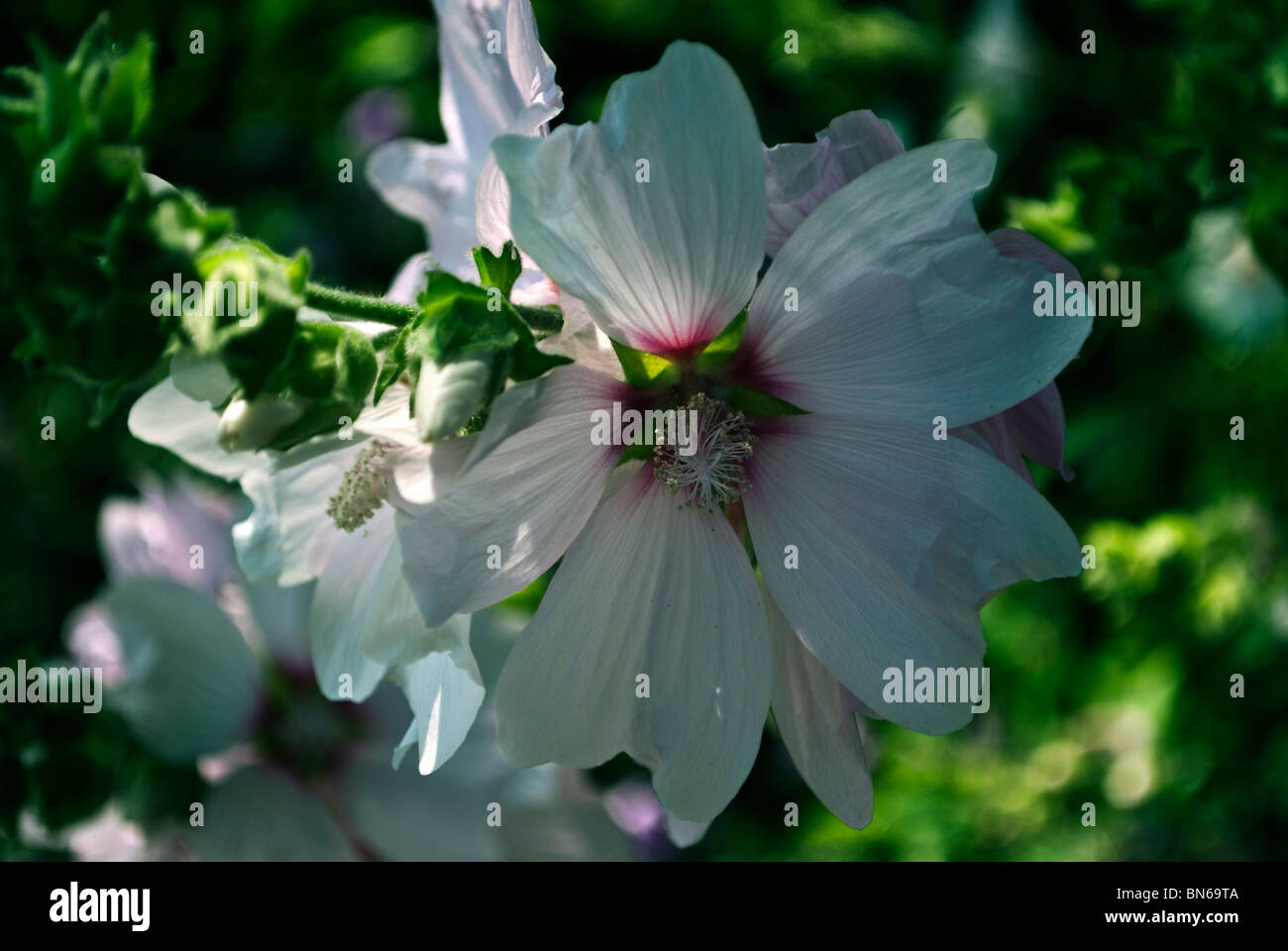 Weiße Blume (Flora entlang der Ufer der Themse in London) Stockfoto