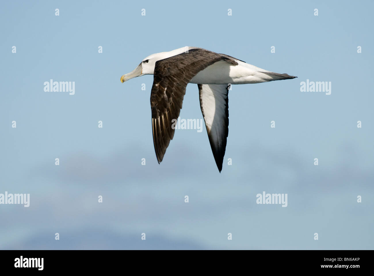 Weiße begrenzt Mollymawk / schüchtern Albatros, Thalassarche Steadi / T. Cauta, Erwachsene im Flug, Kaikoura, Neuseeland Stockfoto