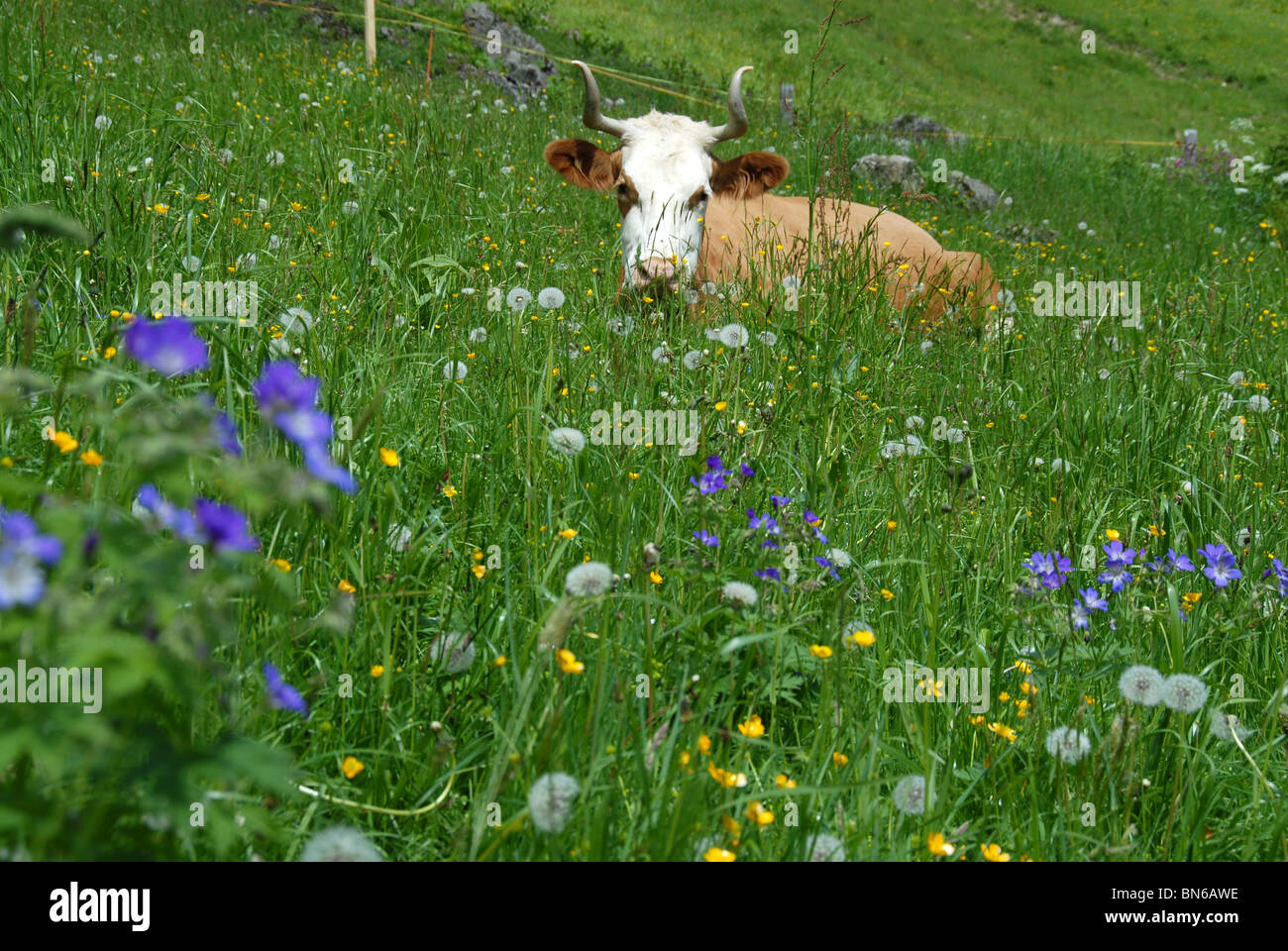 Milchkuh Verlegung in hohe Gräser, Sommer, Almwiese, Schweiz Stockfoto