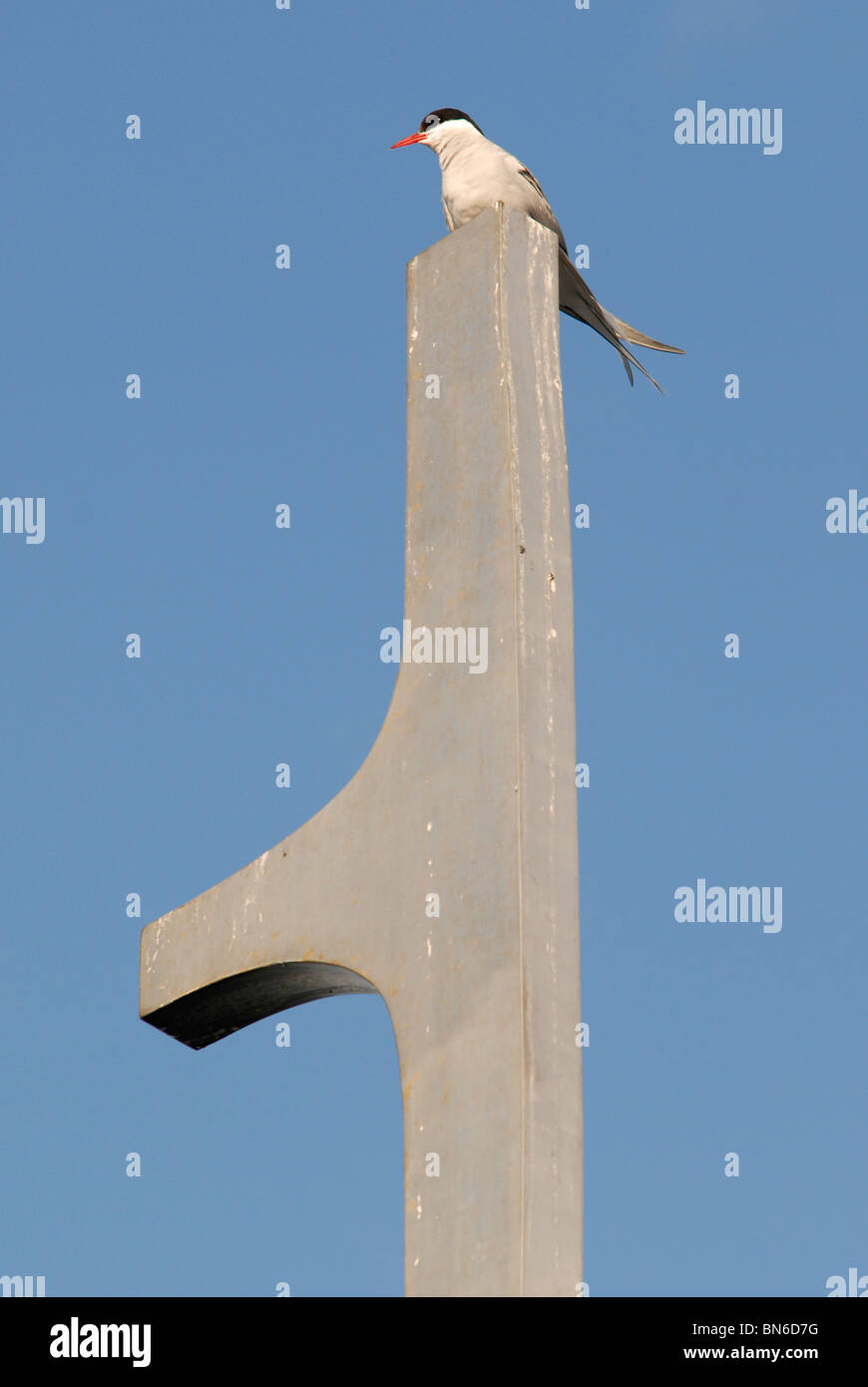 Eine Küstenseeschwalbe hockt auf der Sólfar Sun Voyager Schiff Skulptur, Reykjavik, Island. Stockfoto