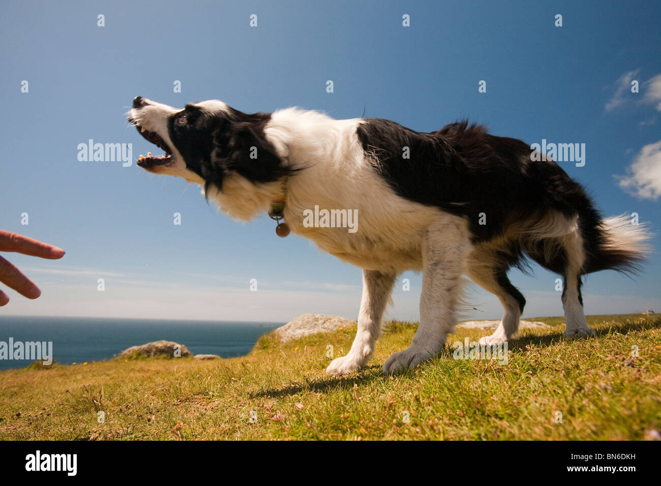 Ein Border-Collie Hund warten auf einen Stock auf den kornischen Klippen in der Nähe von Lands End. Stockfoto