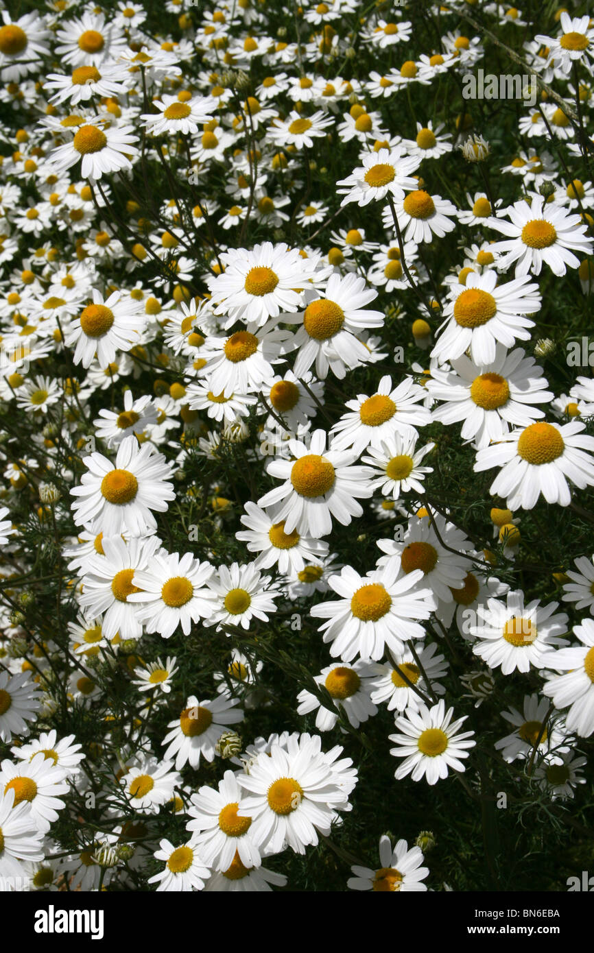 Ochsen-Auge Margeriten Leucanthemum Vulgare genommen bei Martin bloße WWT, Lancashire UK Stockfoto