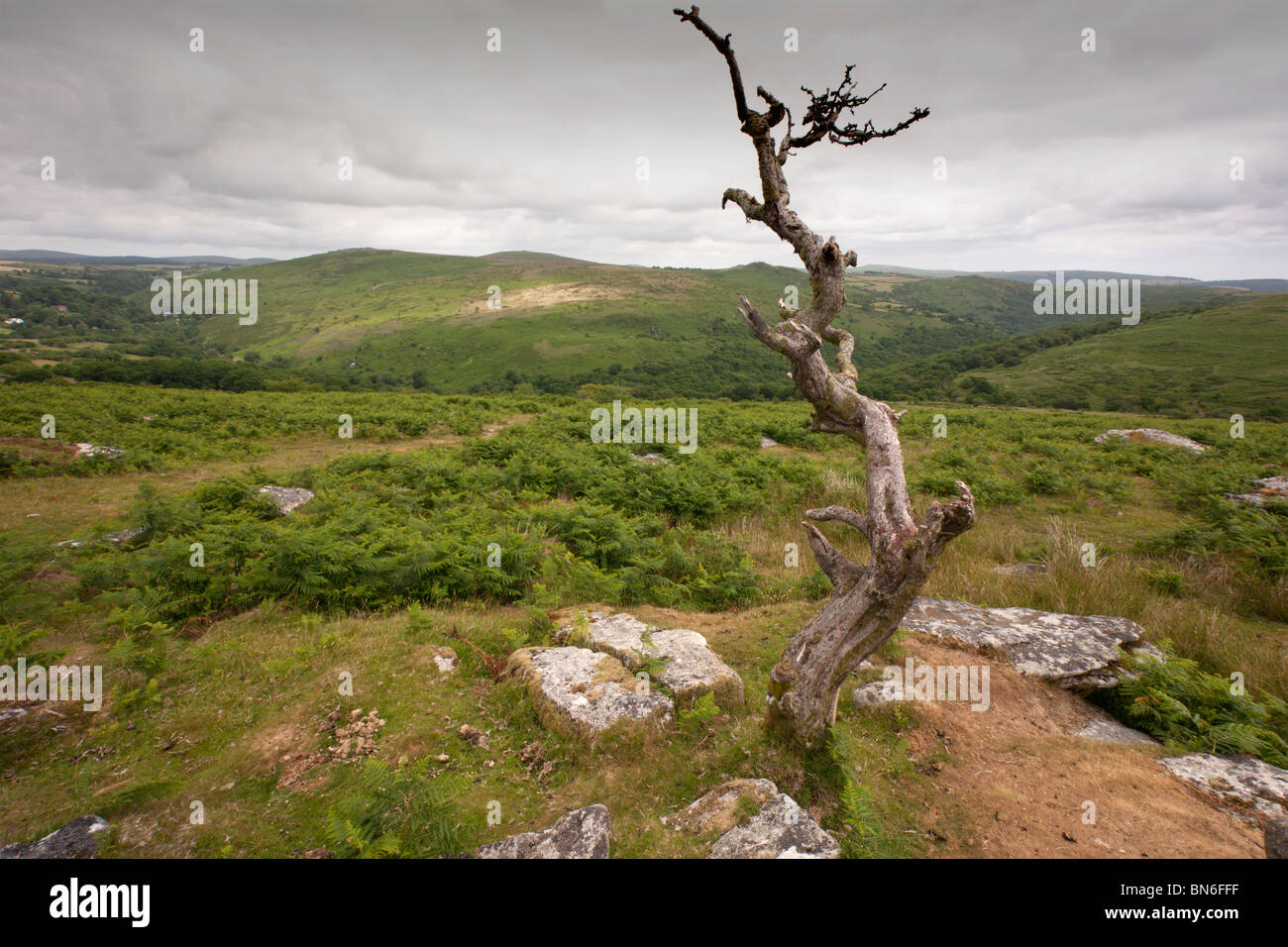 Ein einsamer toter Baum am Combestone Tor auf Dartmoor Stockfoto