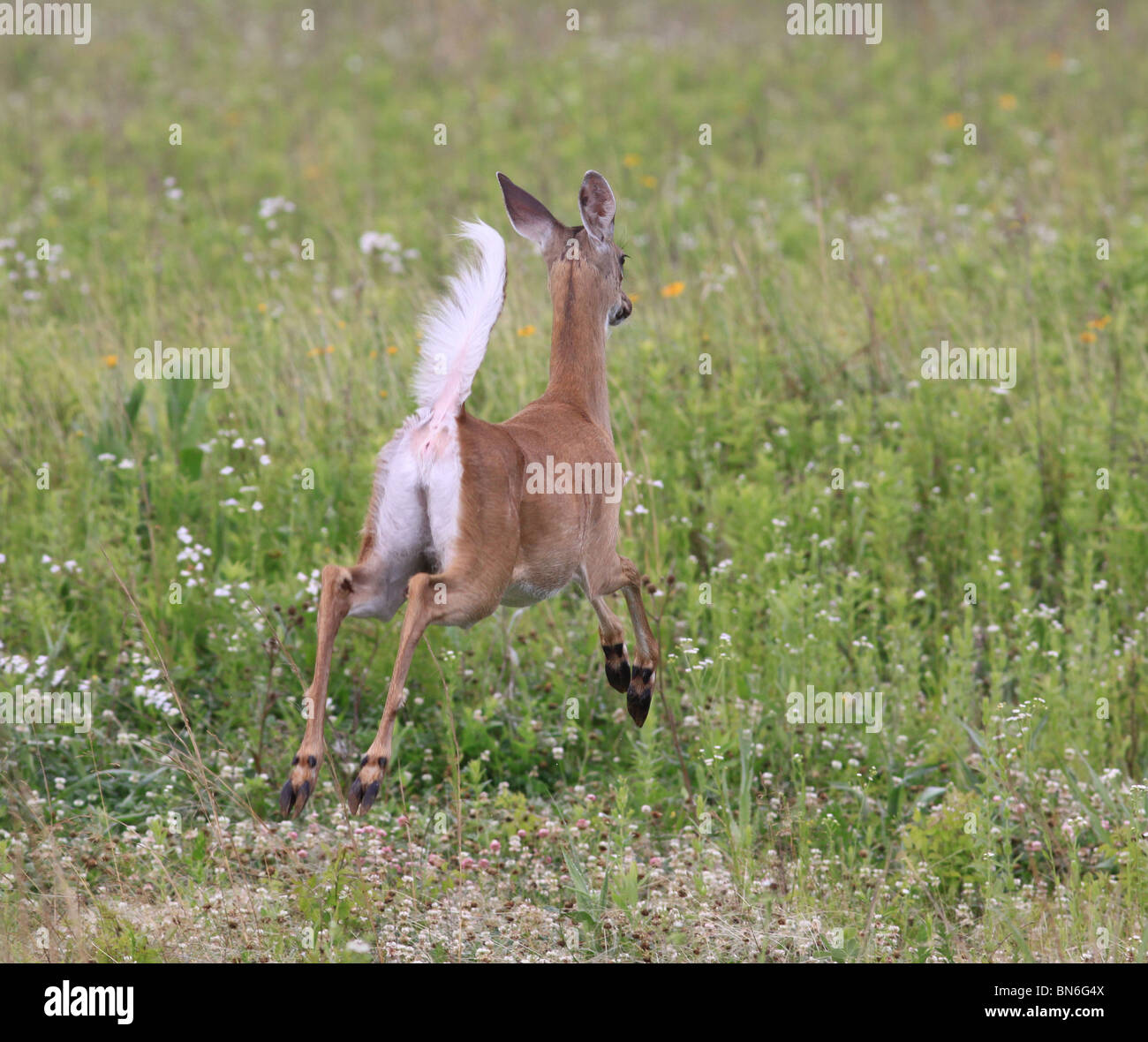 White tailed Deer Doe Schweif Alarmsignal Stockfoto