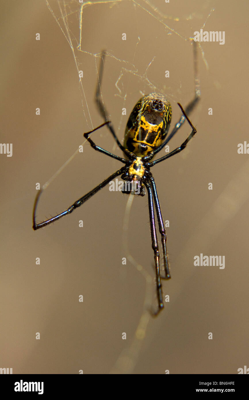 Makro-Bild der golden Orb Spider Web im Royal Natal Park Stockfoto