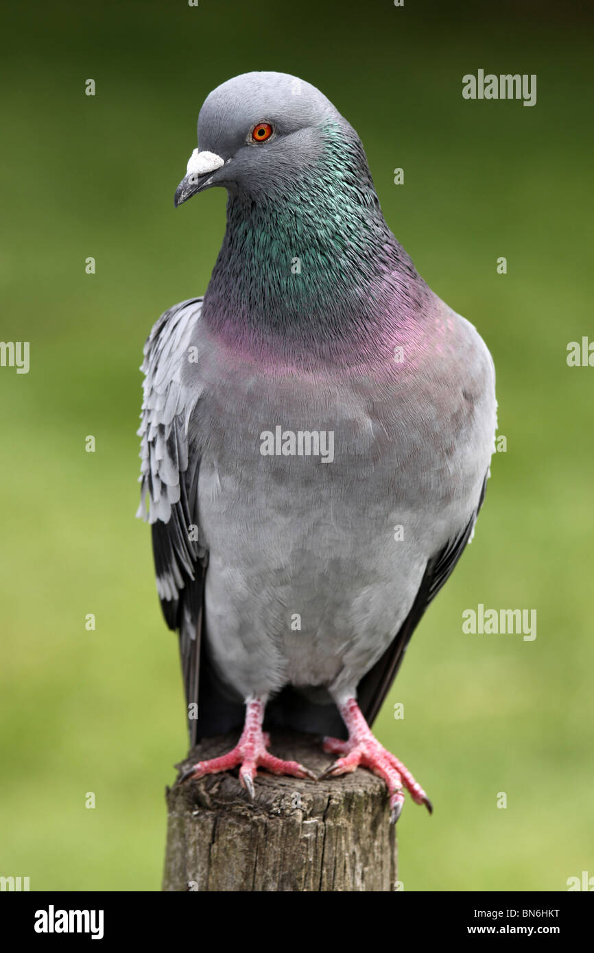 Wilde Taube Columba Livia Taken an Martin bloße WWT Lancashire, UK Stockfoto