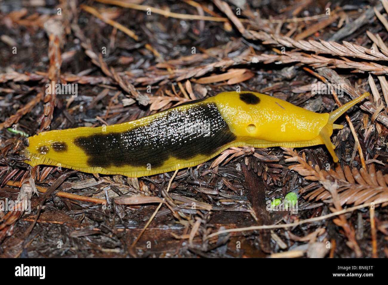 Groe gelbe und schwarze Banane slug auf einem Trail in Tofino, British  Columbia Stockfotografie - Alamy