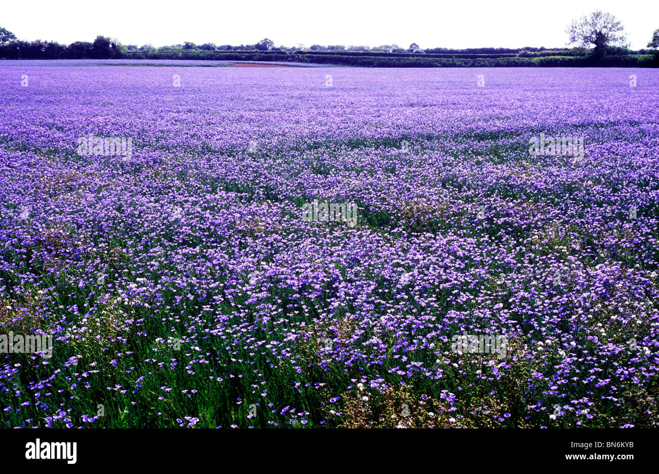 Leinöl, Leinsamen, Nutzpflanze Pflanzen im Feld Felder Zuschneiden Blau  Blume Blumen Pflanzen Landschaft Stockfotografie - Alamy