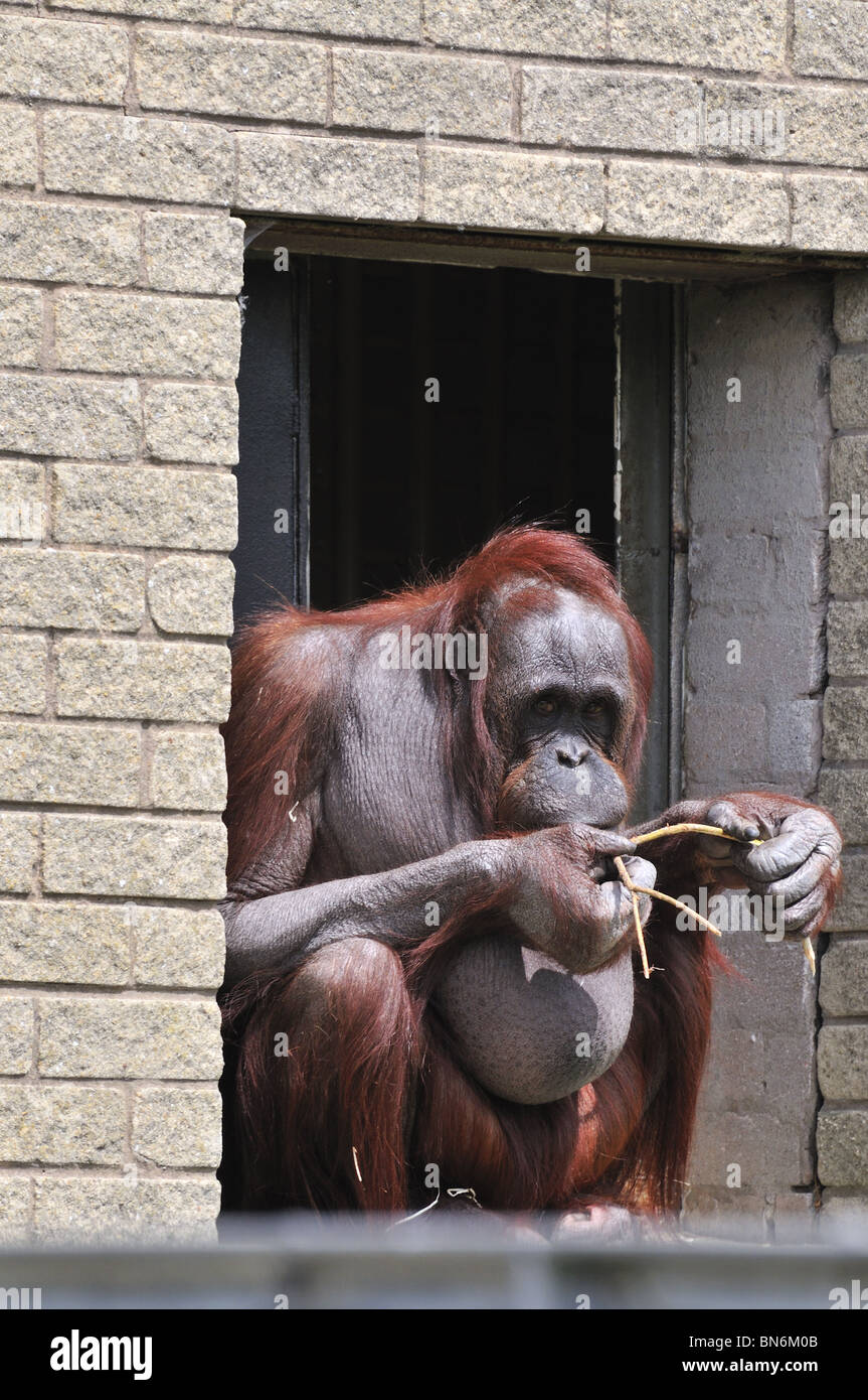 In Gefangenschaft, Ape Orang-Utan sitzend, vorne, sticks, spielen, Stockfoto