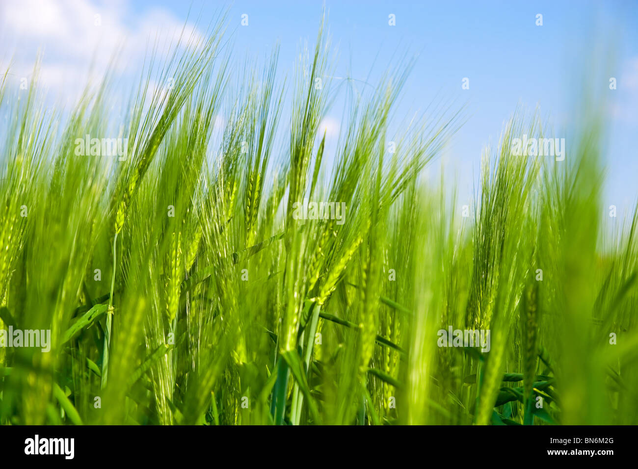 Nahaufnahme des grünen Weizenfeld wachsen im Sommer Stockfoto