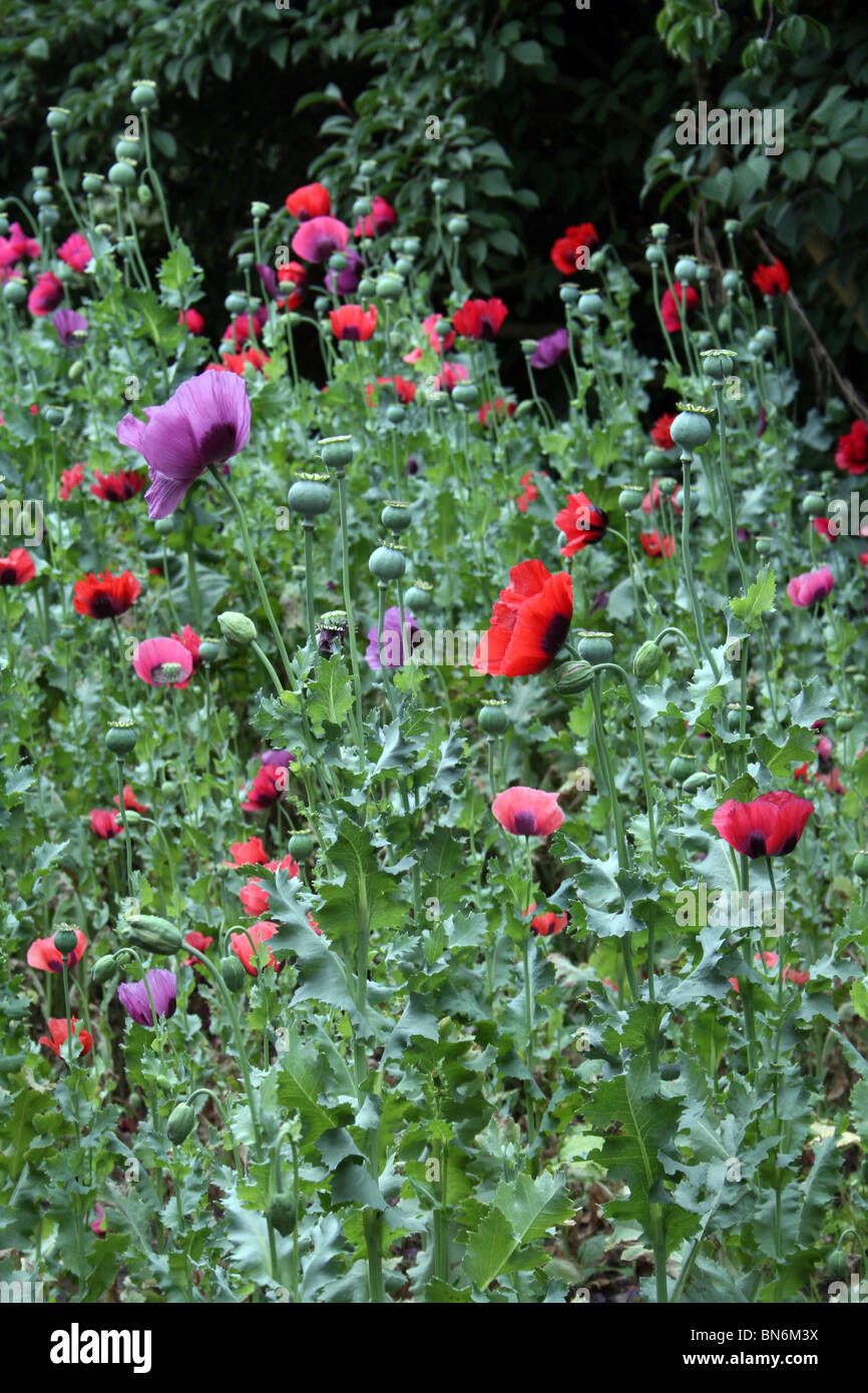 Orientalische Mohn Papaver Orientale genommen bei Martin bloße WWT, Lancashire UK Stockfoto
