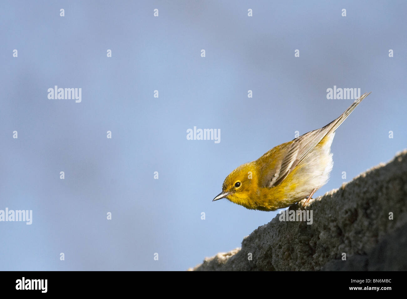 Erwachsene männliche Kiefer Warbler am Rande von einer Steinmauer Stockfoto