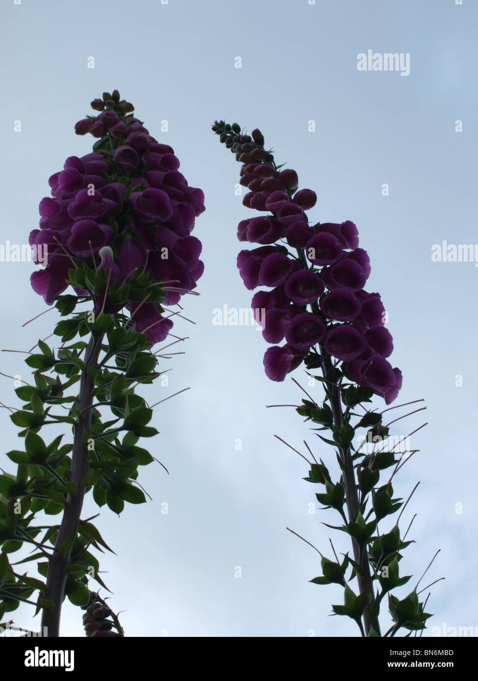 Fingerhut (Digitalis purpurea) schmale röhrenförmige glockenförmigen Blüten rosa/lila, innen dunkel lila Flecken auf weissem Stockfoto