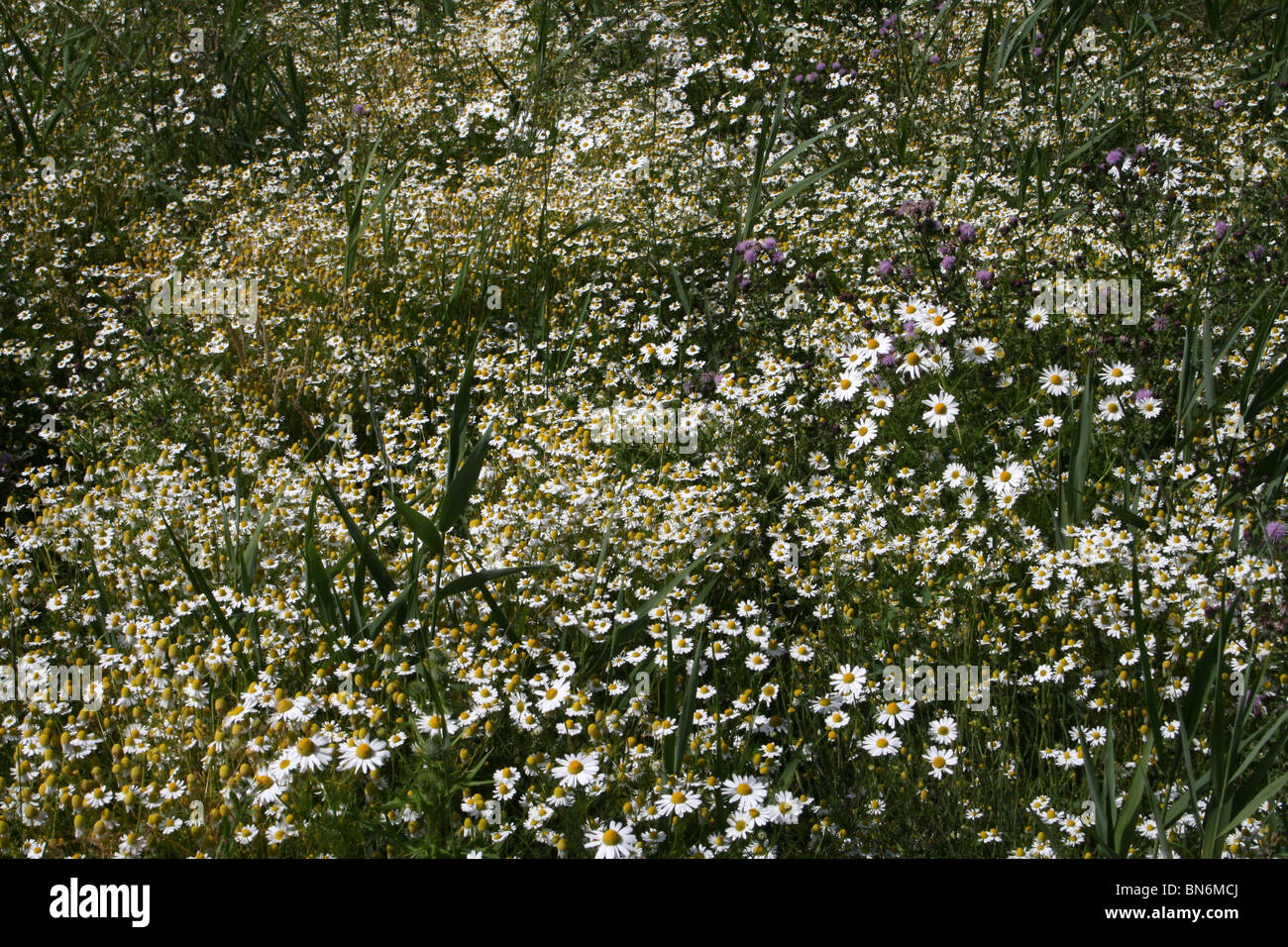 Teppich von Ochsen-Auge Margeriten Leucanthemum Vulgare genommen bei Martin bloße WWT, Lancashire UK Stockfoto