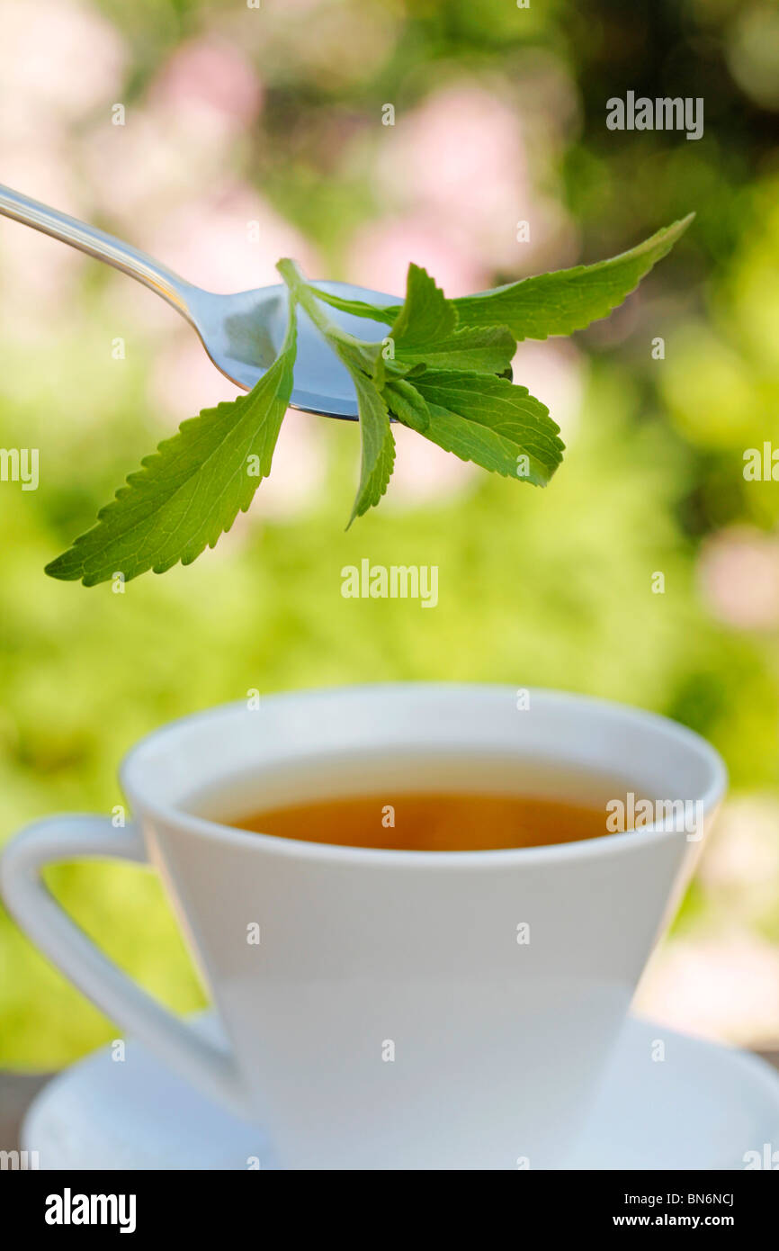 Süße Pflanze (Stevia Rebaudiana) Stockfoto
