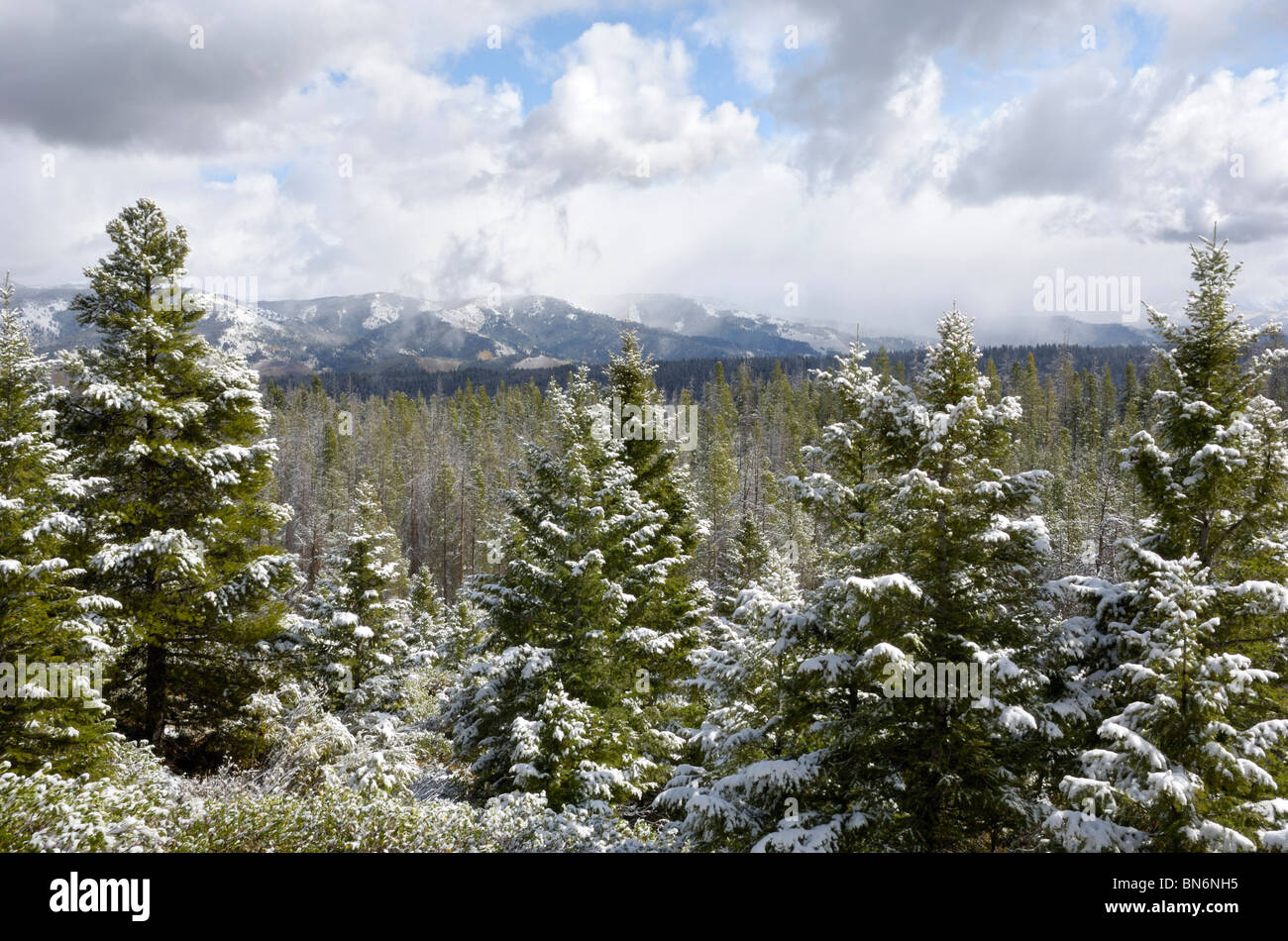 Kiefern und Tannen Wald bedeckt mit einem besprenkeln der erste Winter Schnee, Sawtooth Mountains, Idaho, USA Stockfoto