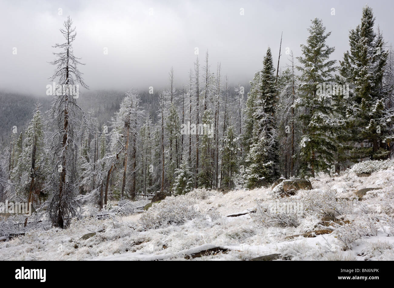 Schneebedeckte, Kiefern und Tannen Wald, Sawtooth Mountains, Rocky Mountains, Idaho, USA Stockfoto