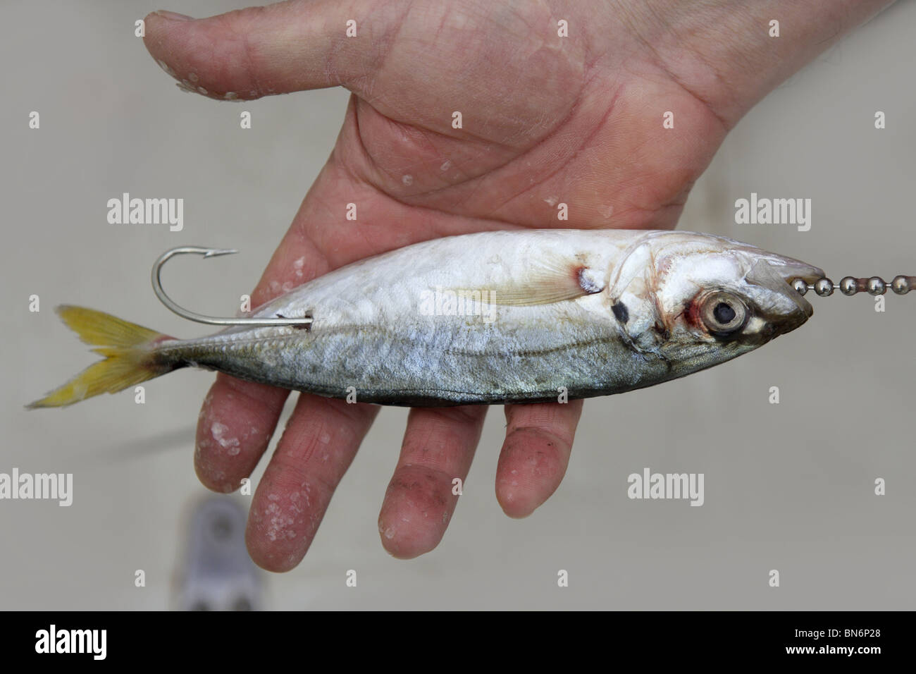 Goggle Auge Makrele lebende Köder Fisch Haken Tackle auf Fischer-Hände Stockfoto