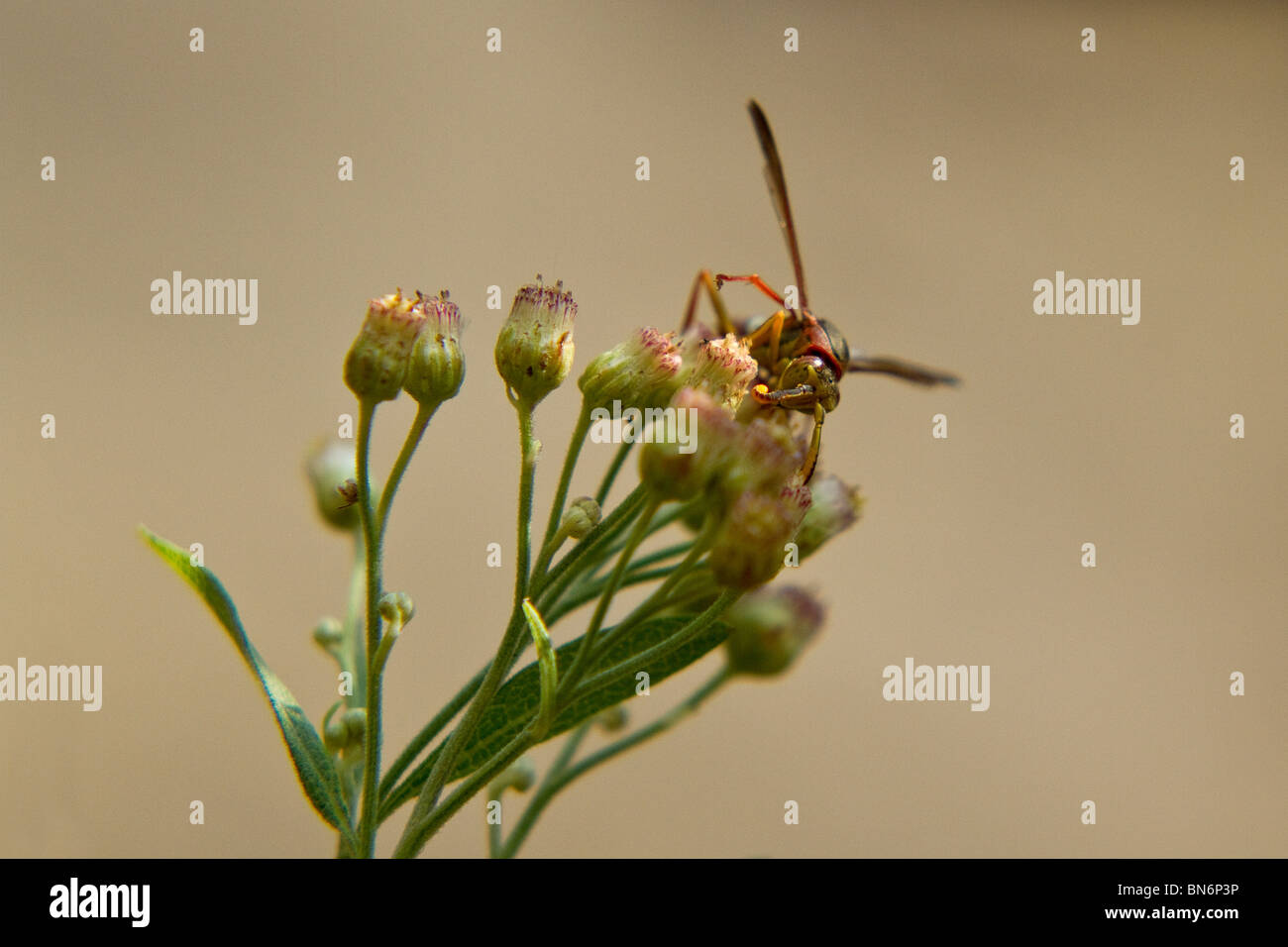 Makro-Bild von einer Wespe auf Pflanze-Flügel erweitert Stockfoto