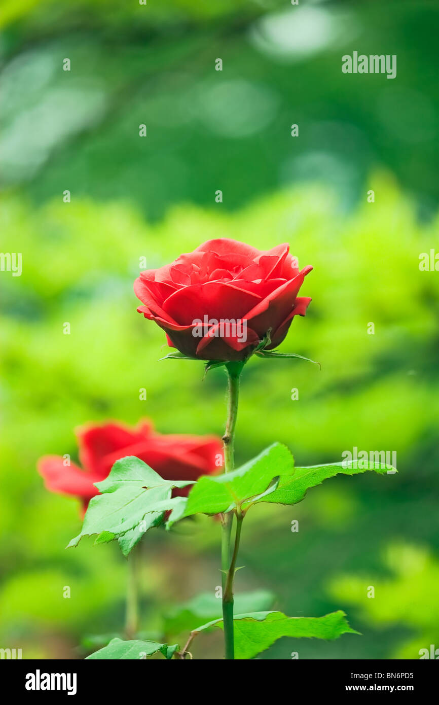 rot Valentinstag Rosen im Garten Stockfoto