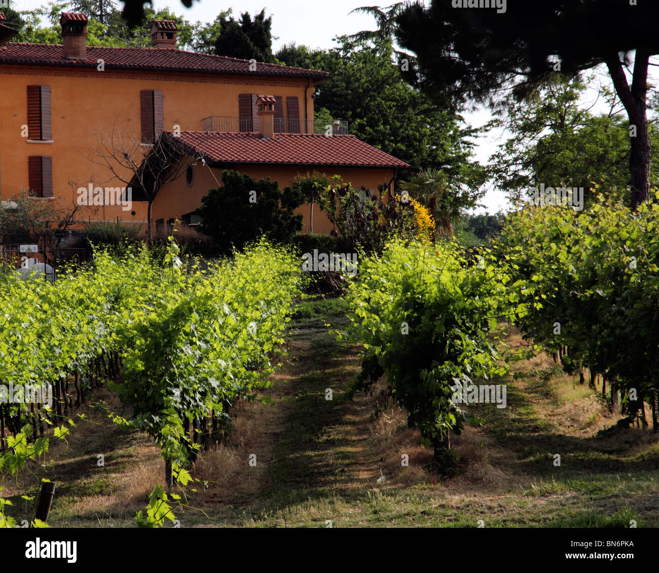 Italienischen Weinberg Stockfoto