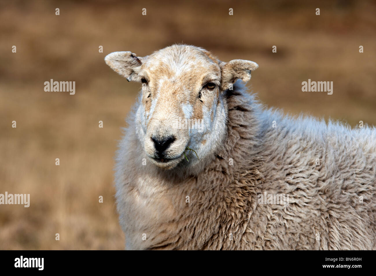 Eine Studie über ein Moor-Schaf Stockfoto