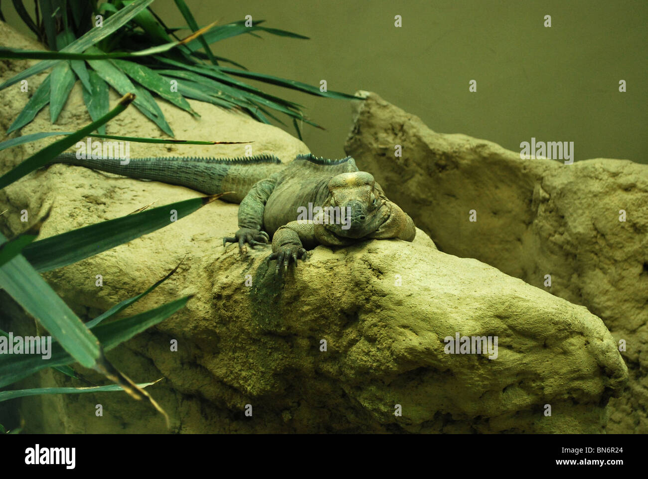Riese/Waran im Tiergarten Schönbrunn Stockfoto