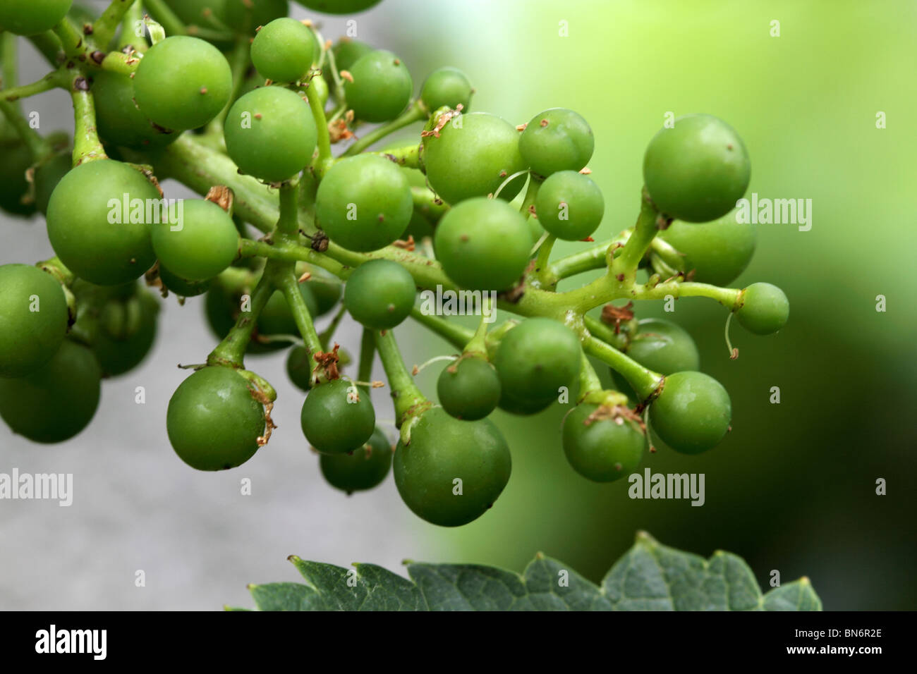 grüne Trauben Stockfoto