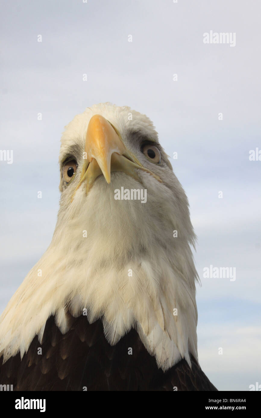 Weißkopf-Seeadler Kopf hautnah Stockfoto