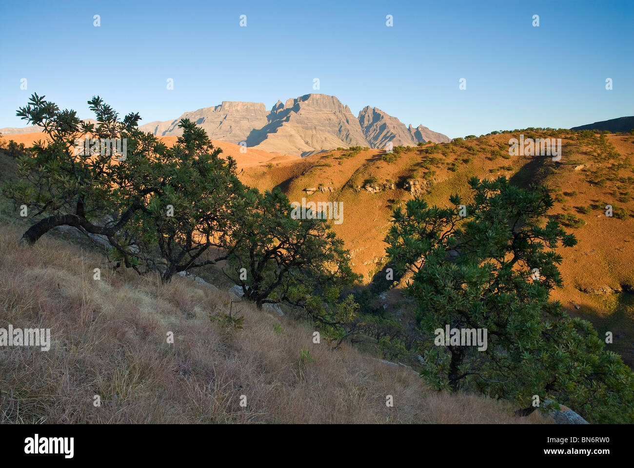 Morgensonne beleuchtet die Kanten des uKhahlamba Drakensberg National Park mit Protea Bäumen im Vordergrund. Kwazulu-Natal Südafrika Stockfoto