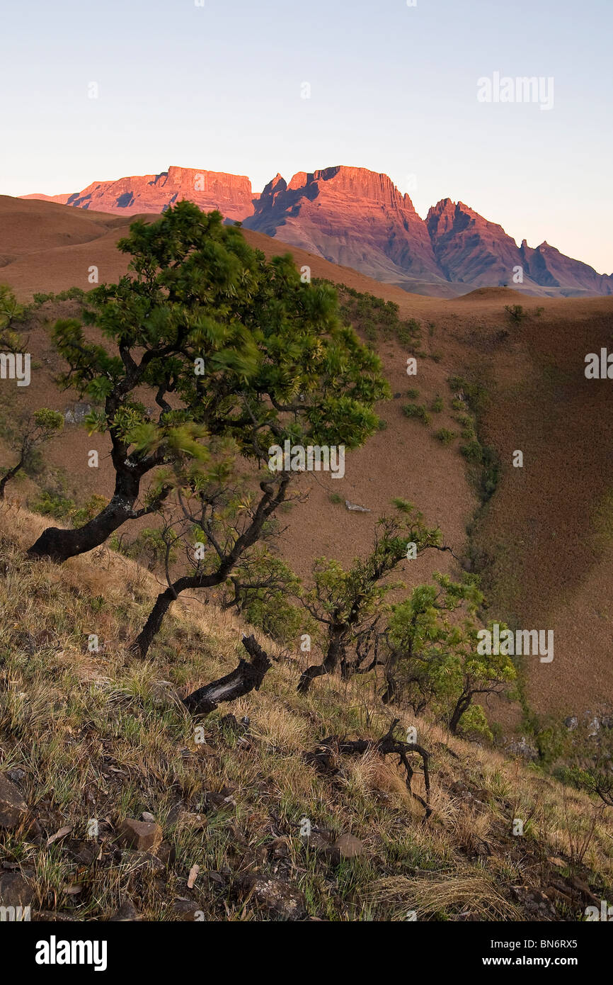 Am späten Nachmittag Licht auf Berge Ukhahlamba Drakensberg National Park mit Laub im Vordergrund. Kwazulu-Natal Provinz, Südafrika Stockfoto