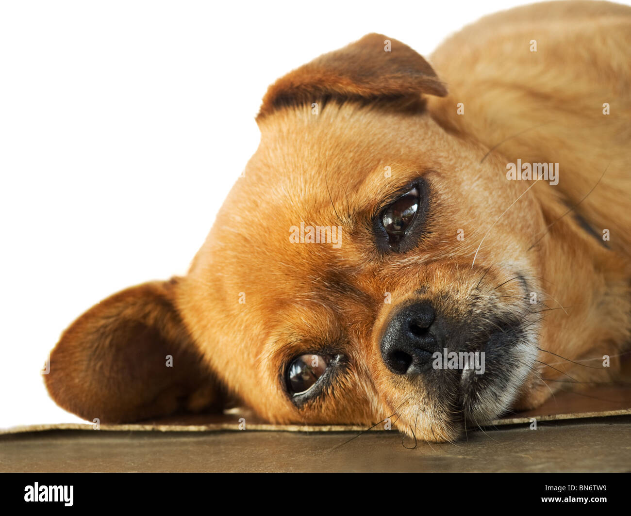 Verschlafene Doggy ist auf dem Boden liegend, Stockfoto